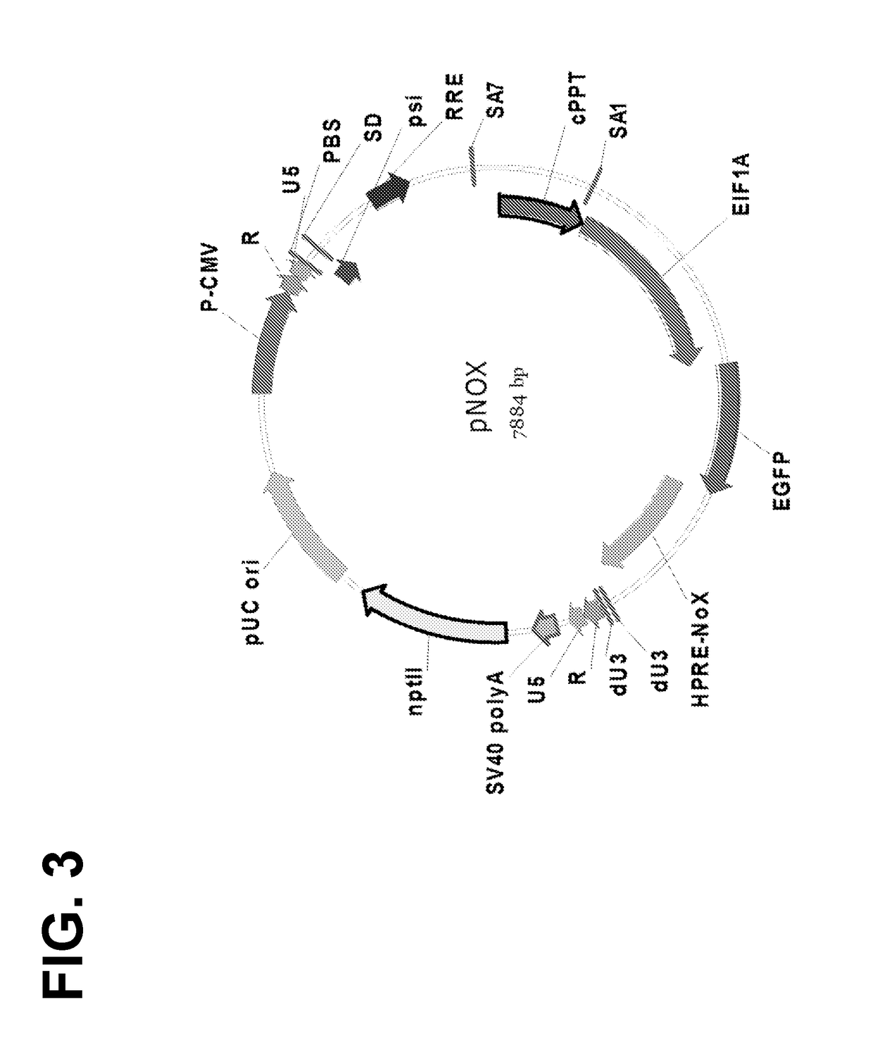 Optimized lentiviral transfer vectors and uses thereof