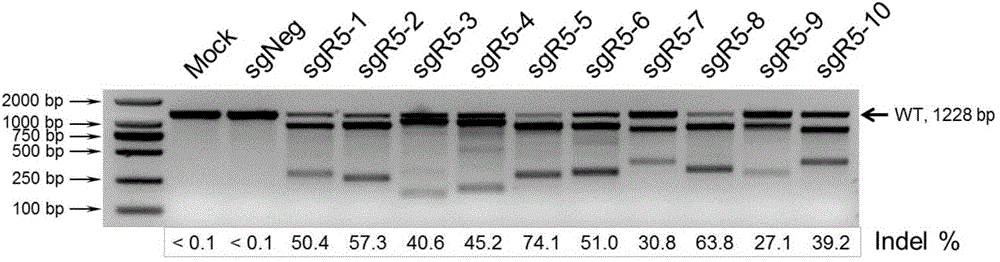 Method for inhibiting HIV-1 infectious agent from infecting primary lymphocyte by utilizing CRISPR/Cas9