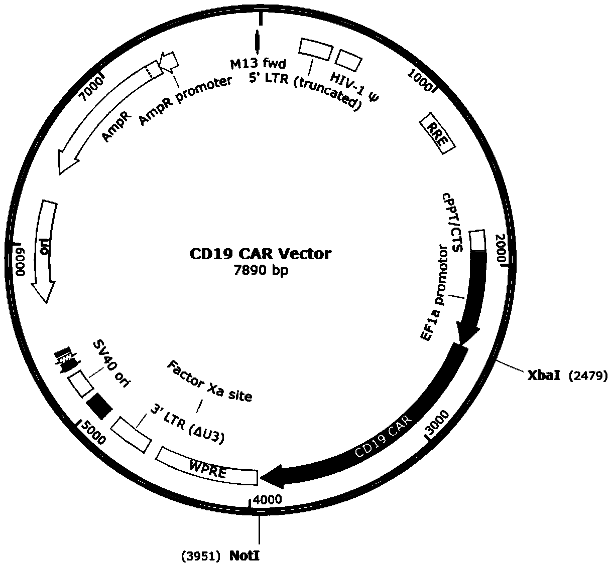 SiRNA for knocking down human IL-15, CD19 CAR expression vector, CAR-T cell and construction method and application of siRNA