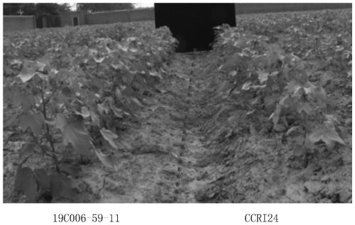 Upland cotton transformation event 19C006-59-11 and specificity identification method thereof