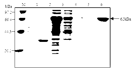 Harpin coding gene (i) hrpZPsgS1(/i) or application of harpinZPsgS1 protein expressed by Harpin coding gene (i) hrpZPsgS1(/i)