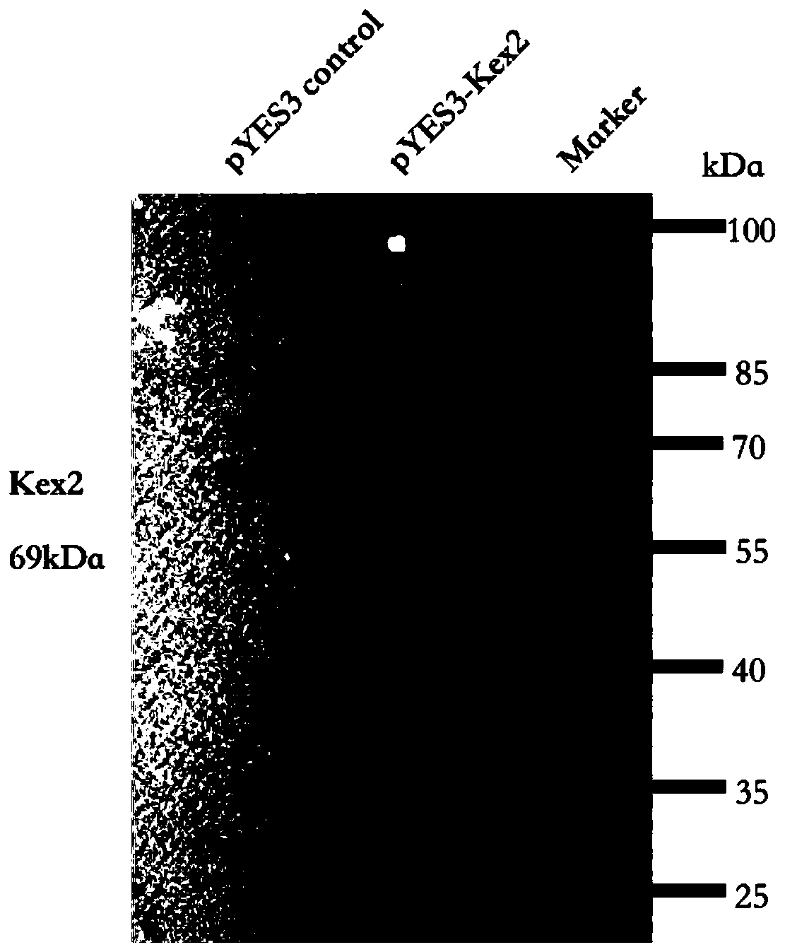 Method for direct secretory expressing of mature double-chain insulin glargine by using saccharomyces cerevisiae