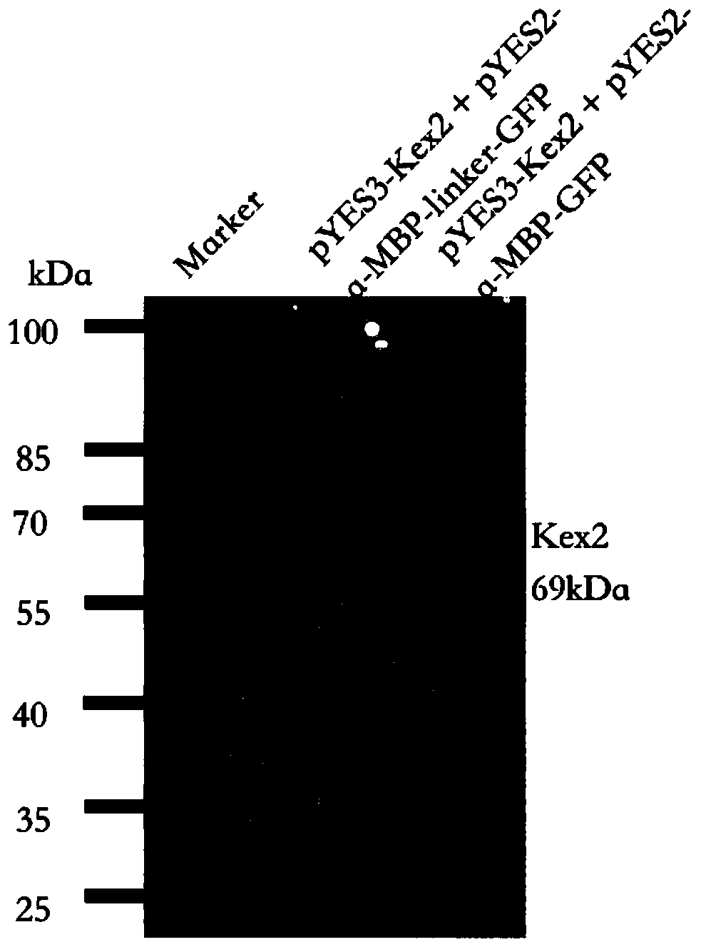 Method for direct secretory expressing of mature double-chain insulin glargine by using saccharomyces cerevisiae