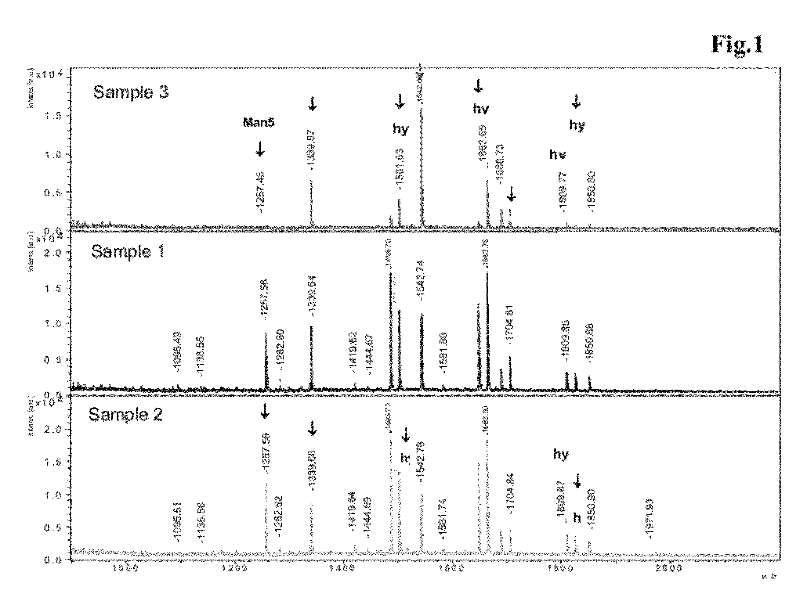 Antibodies Against Insulin-Like Growth Factor I Receptor and Uses Thereof