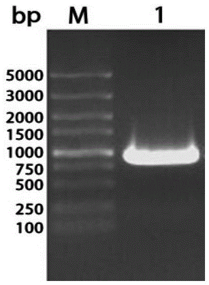 Riemerella anatipestifer OmpA/MotB truncated recombinant protein, antibody and preparation method and application thereof