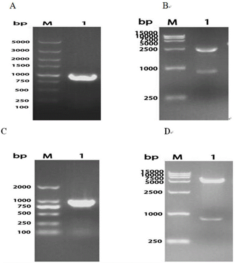 Riemerella anatipestifer OmpA/MotB truncated recombinant protein, antibody and preparation method and application thereof