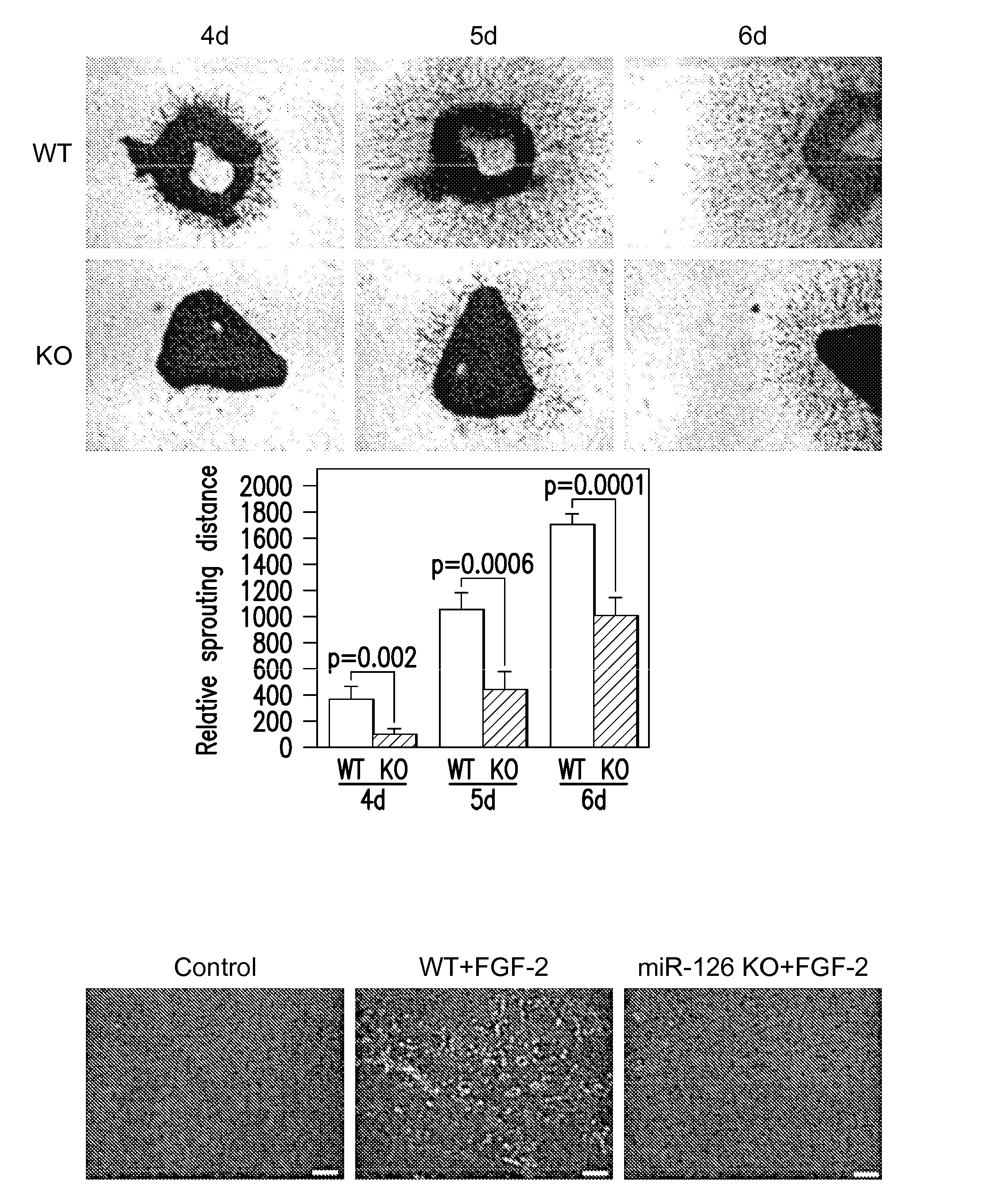 Micro-rna that promotes vascular integrity and uses thereof