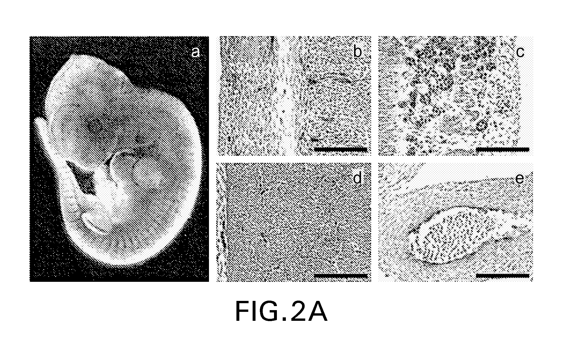 Micro-rna that promotes vascular integrity and uses thereof