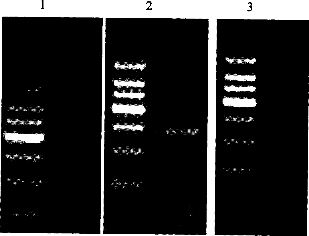 DNA immobilization method based on nucleic acid immobilization by gel and use thereof