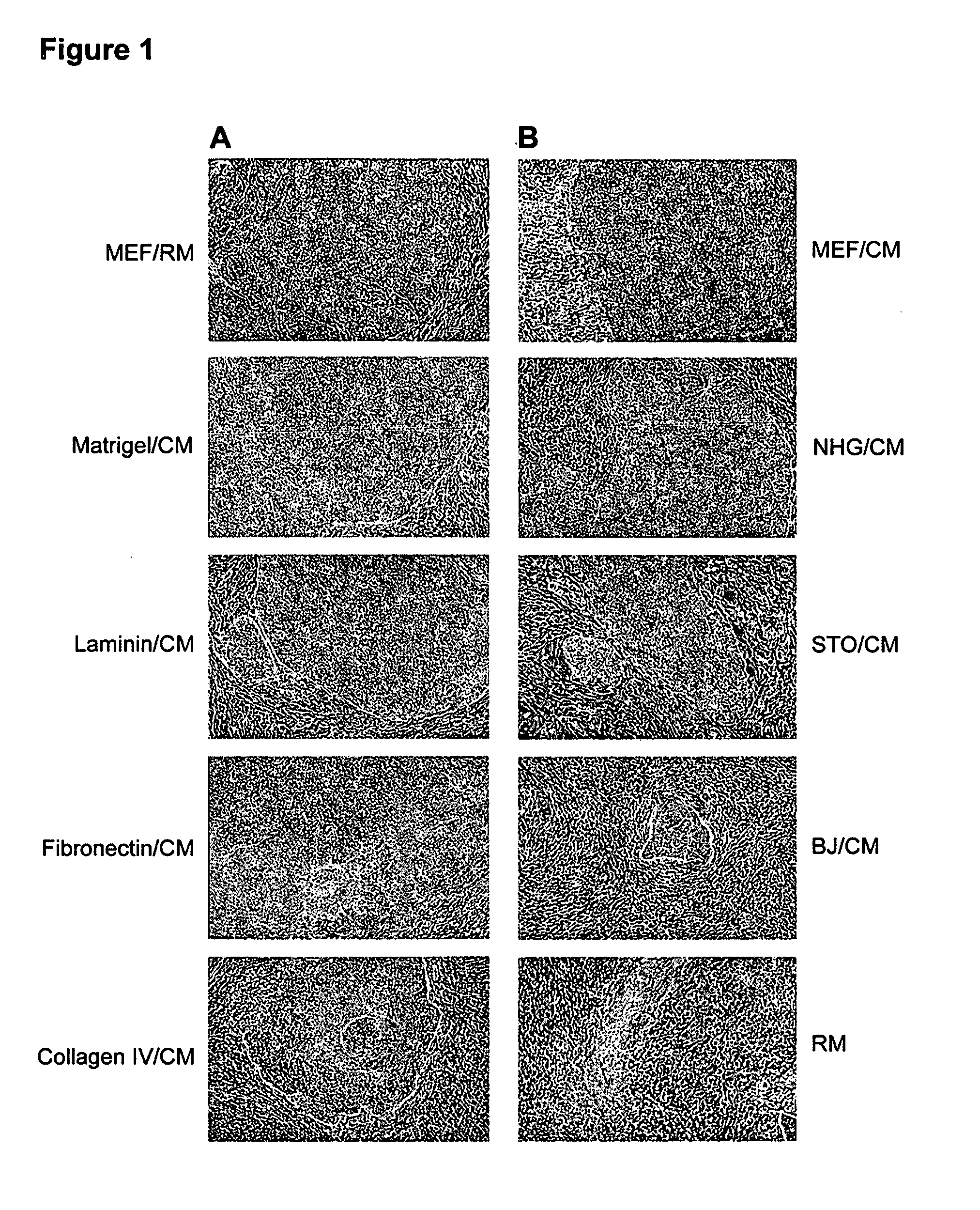 System for expanding and differentiating human embryonic stem cells