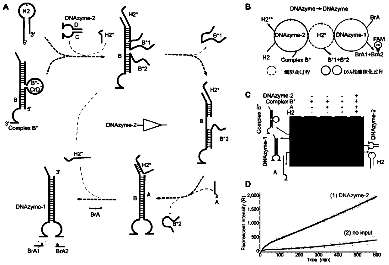 DNA molecular logic gate based on DNA ribozyme