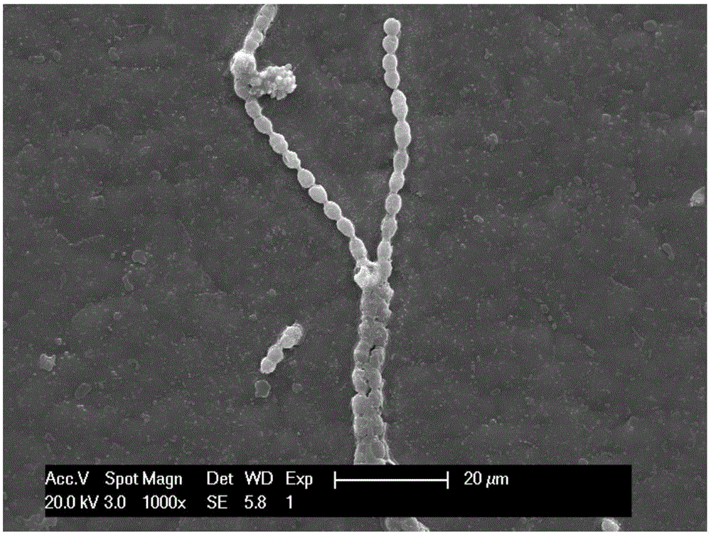 A kind of compound algae removal method