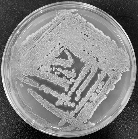 Streptomyces lateritius A001 and application thereof