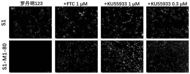 Application of KU55933 in preparation of drugs for reversing multidrug resistance of tumor
