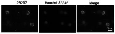 Preparation method for monoclonal antibody of T lymphocyte surface membranin CD3[epsilon] of tilapia and application