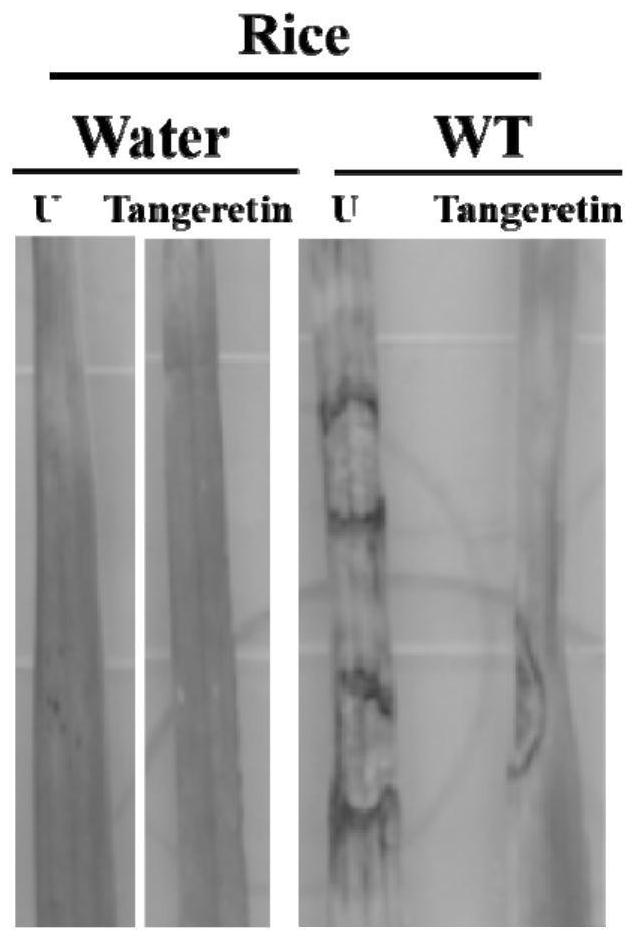 A drug for preventing and controlling rice blast fungus