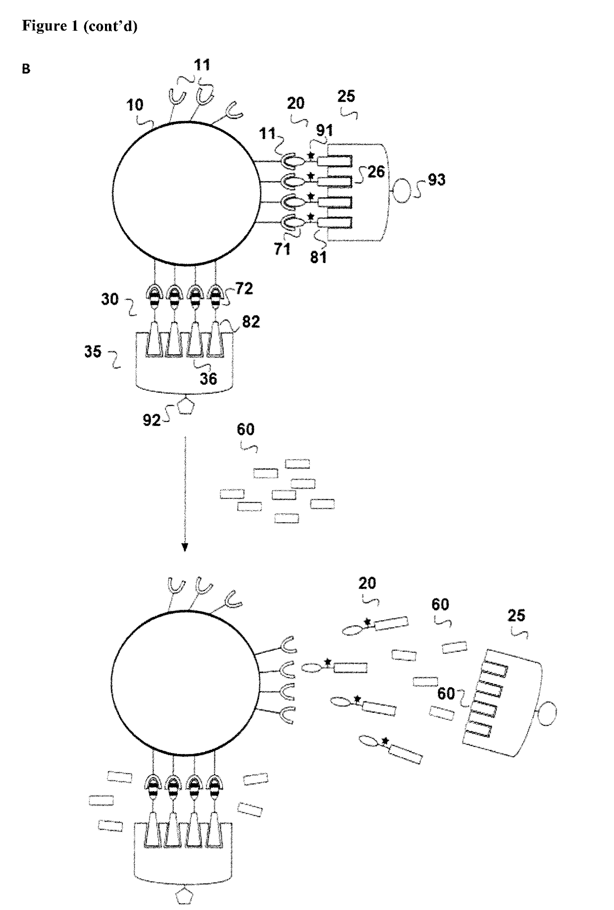 Combination of reversible and irreversible cell labeling for analizing receptor-ligand koff rate