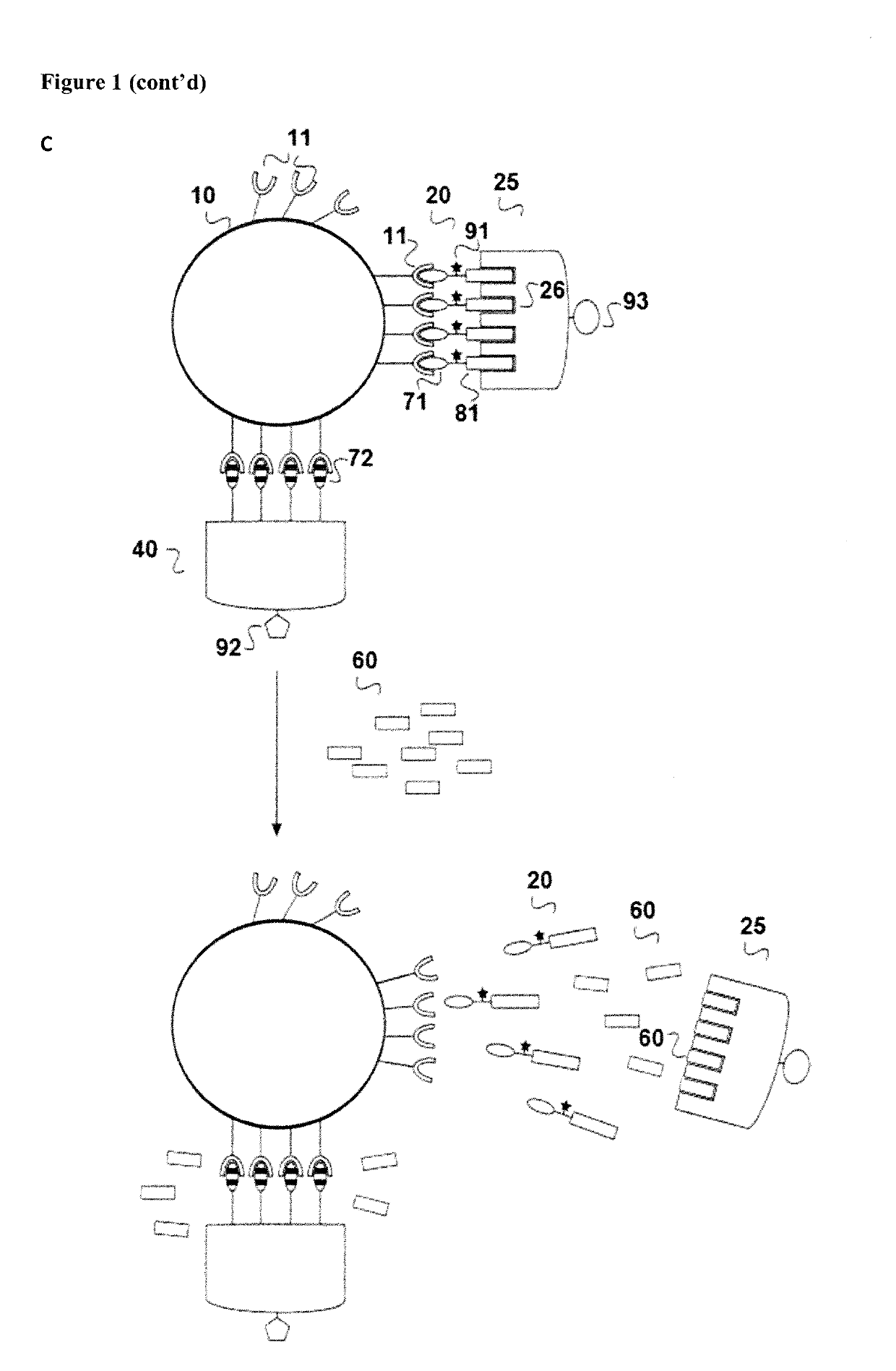 Combination of reversible and irreversible cell labeling for analizing receptor-ligand koff rate