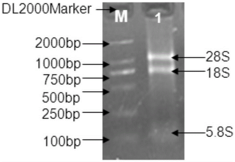 Hermatypic coral total RNA extraction method