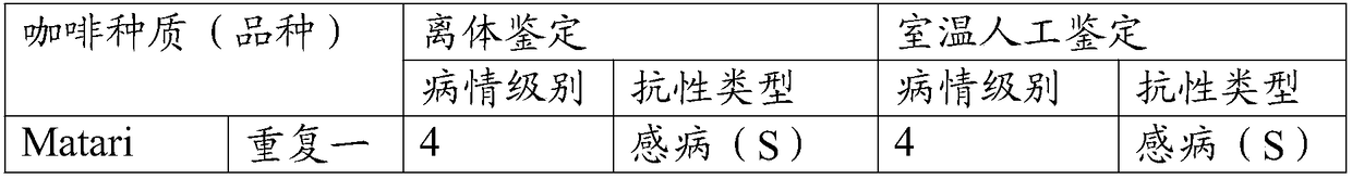 In vitro identification method of coffee germplasm rust resistance