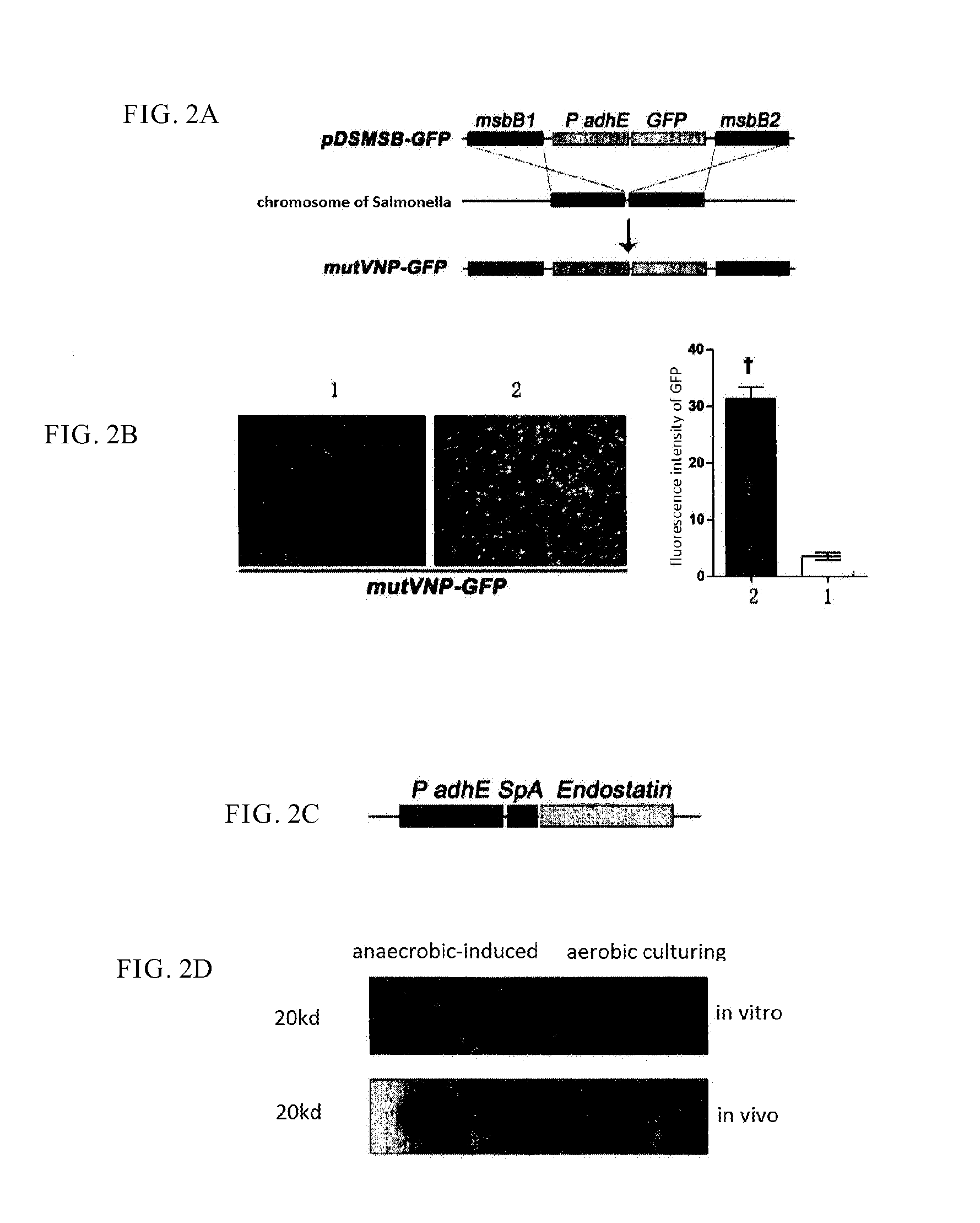 Method of anaerobic tissue-targeted gene expression initiated by alcohol dehydrogenase promoter and the application thereof