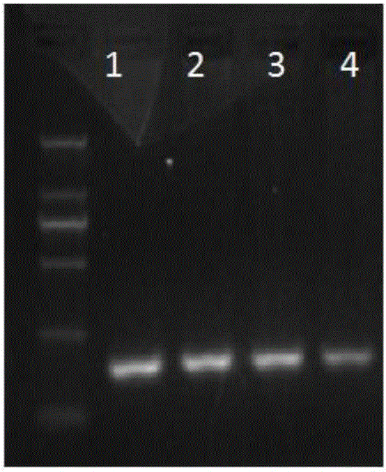 Molecular marker related to character of milk yield of milk goat and application thereof