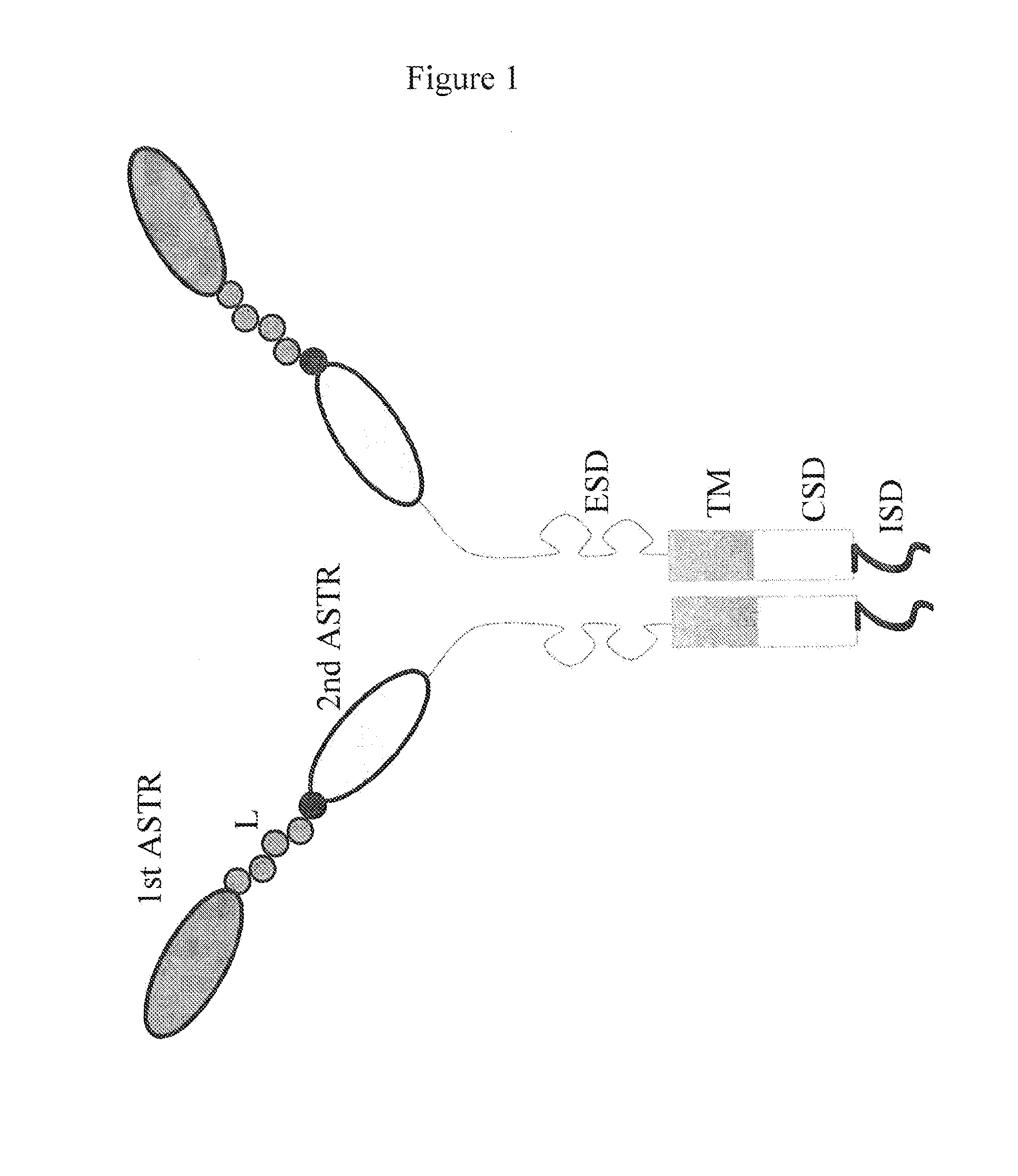 Bispecific chimeric antigen receptors and encoding polynucleotides thereof
