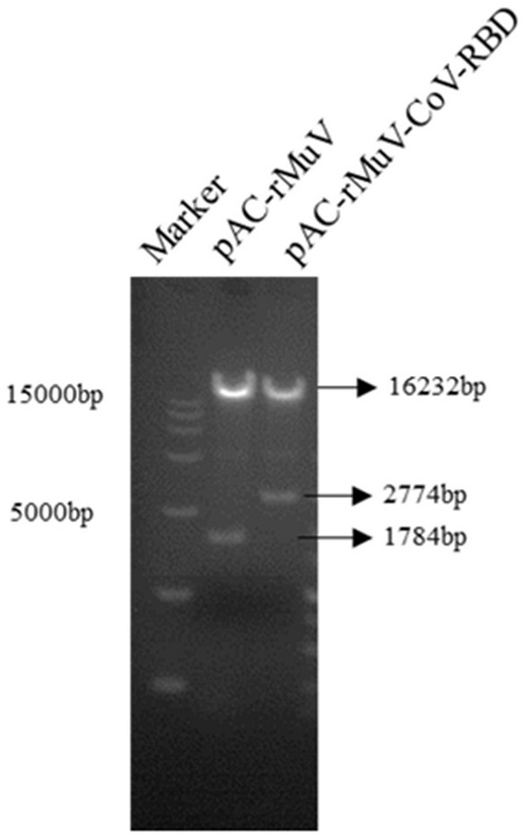 Novel coronavirus vaccine with mumps virus as live vector