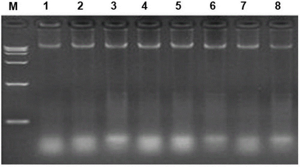 Multiple-PCR primer system for quickly testing animal origin ingredients of pigs, sheep and cows and testing method