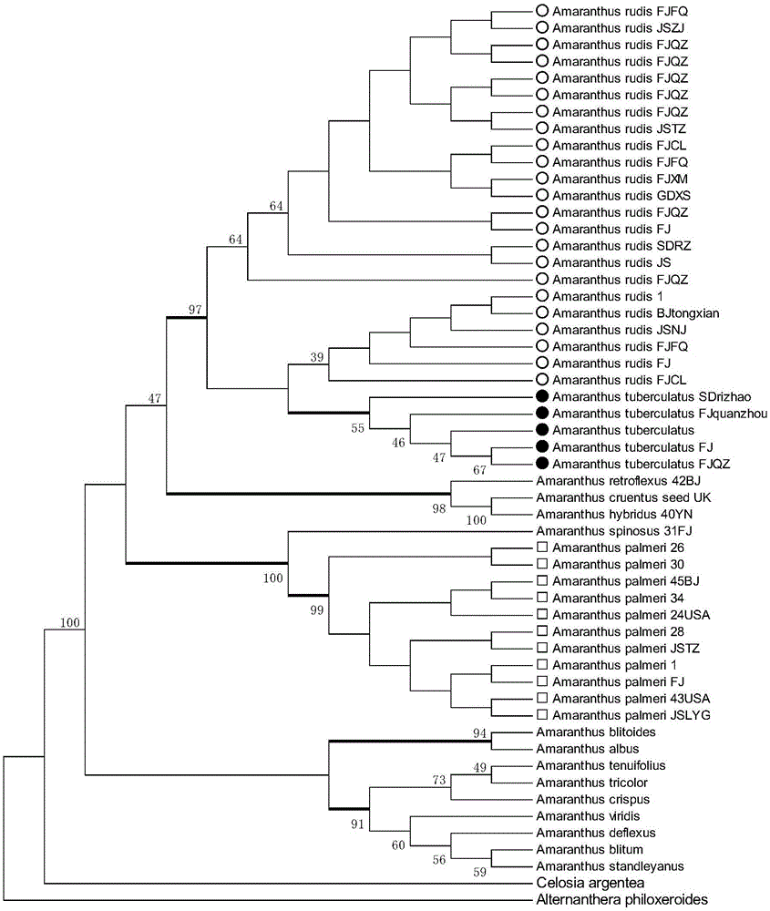 CAPs (C1eaved Amplified Polymorphic Sequences) molecular marker for identifying amaranthus tuberculatus based on SNP (Single Nucleotide Polymorphism) site and application thereof