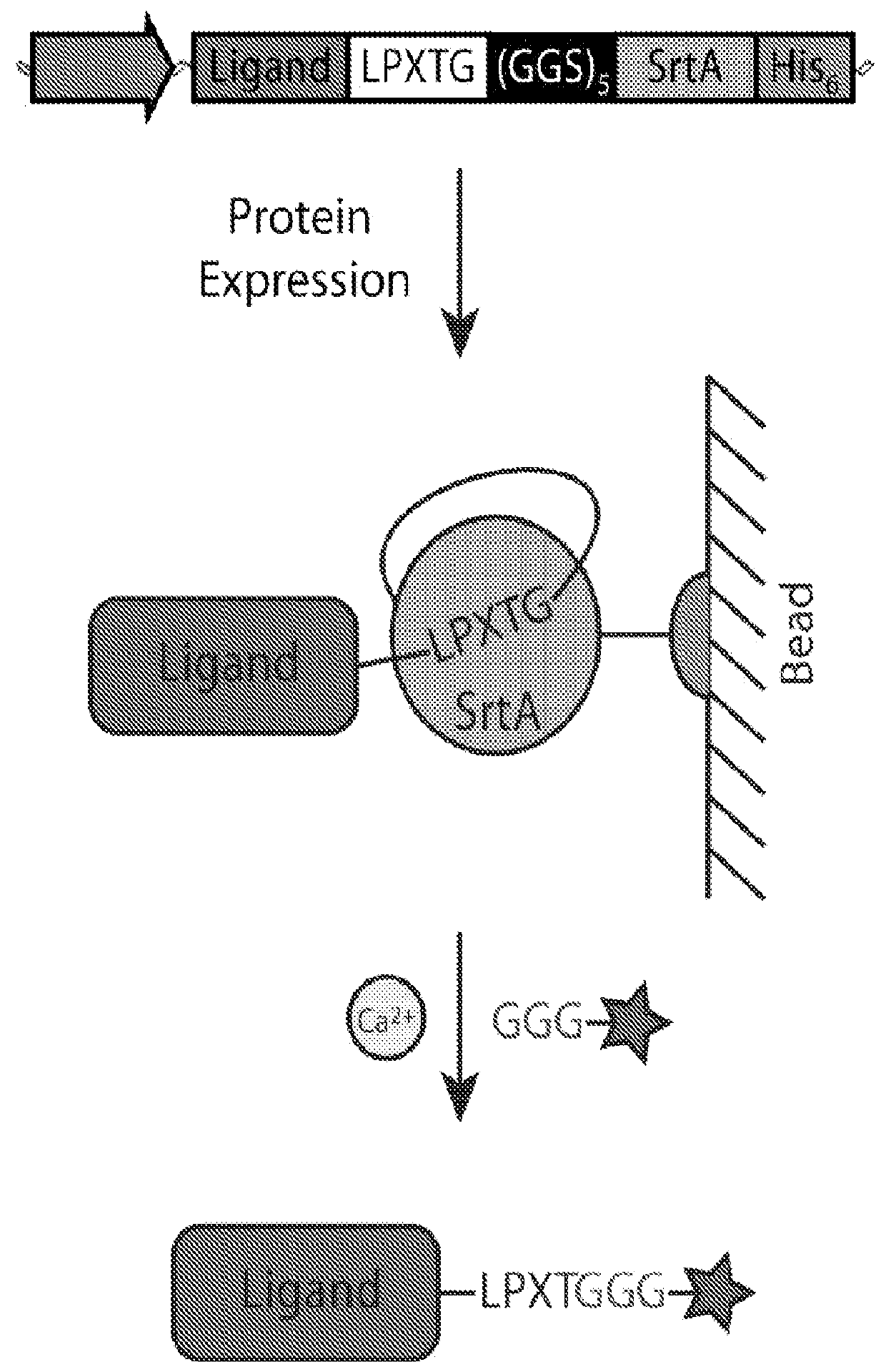 Sortase-mediated protein purification and ligation
