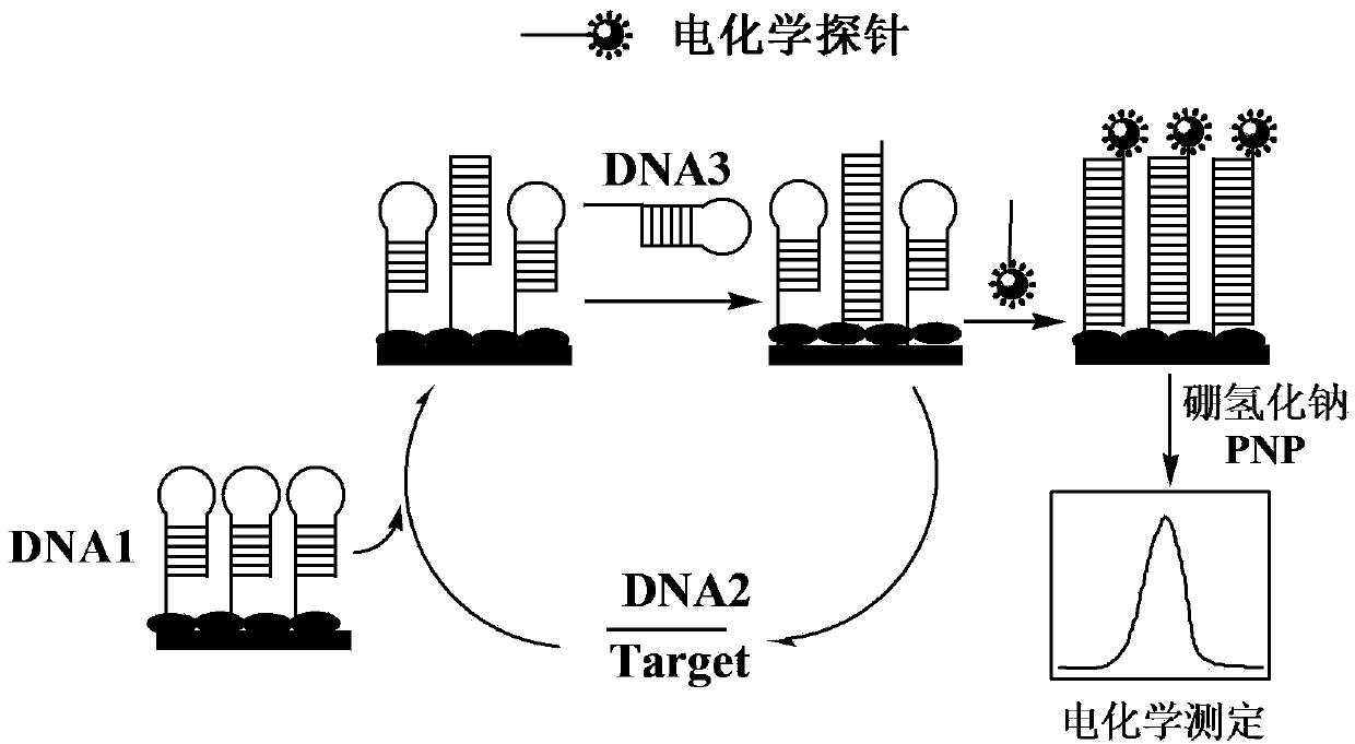 DNA determining electrochemical sensor and method based on platinum nano particle catalysis electrochemistry circulation signal amplification technology
