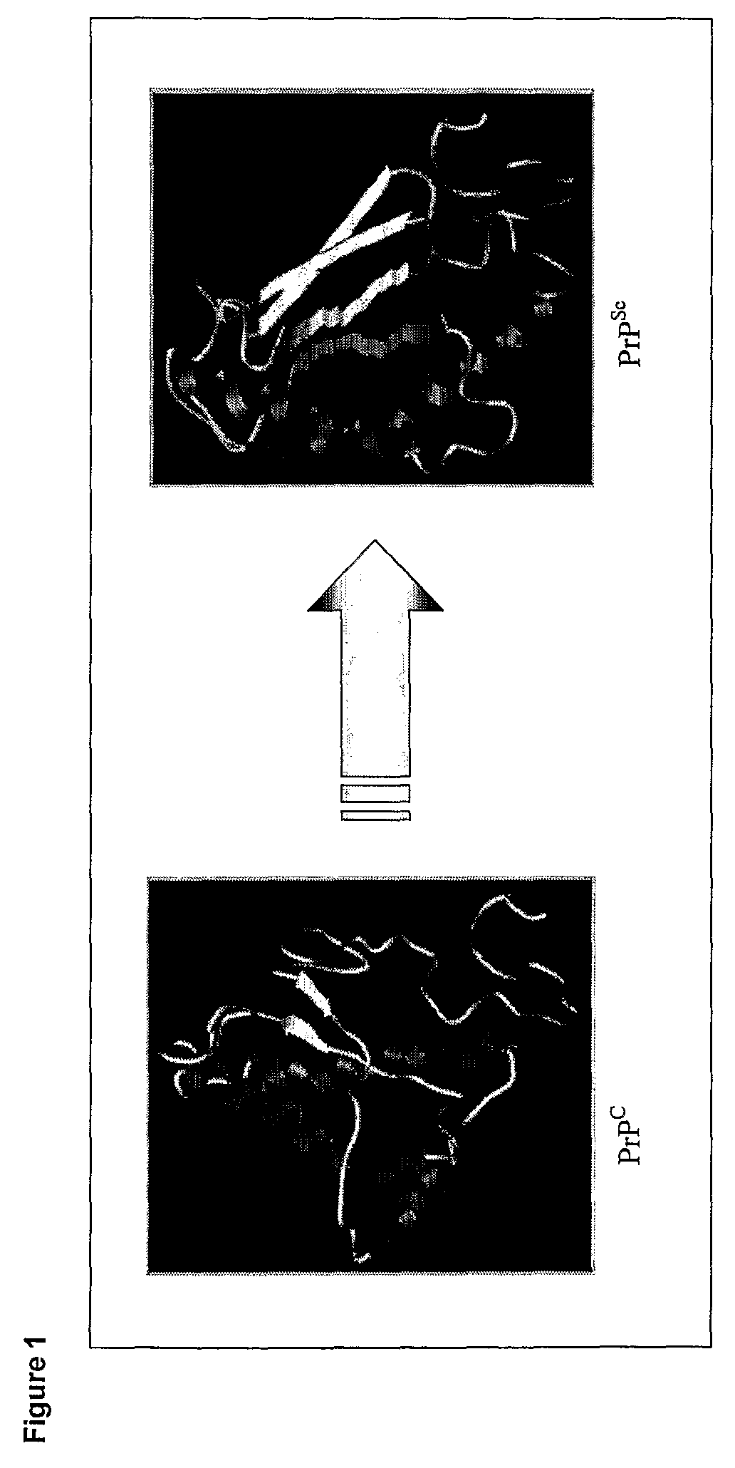 Anti-Lipid Rafts Antibodies