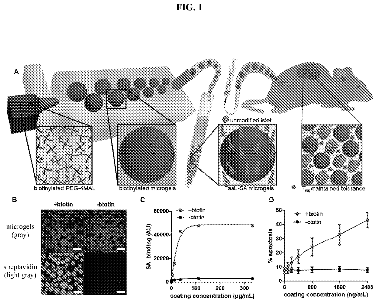 Fasl-engineered biomaterials with immunomodulatory function