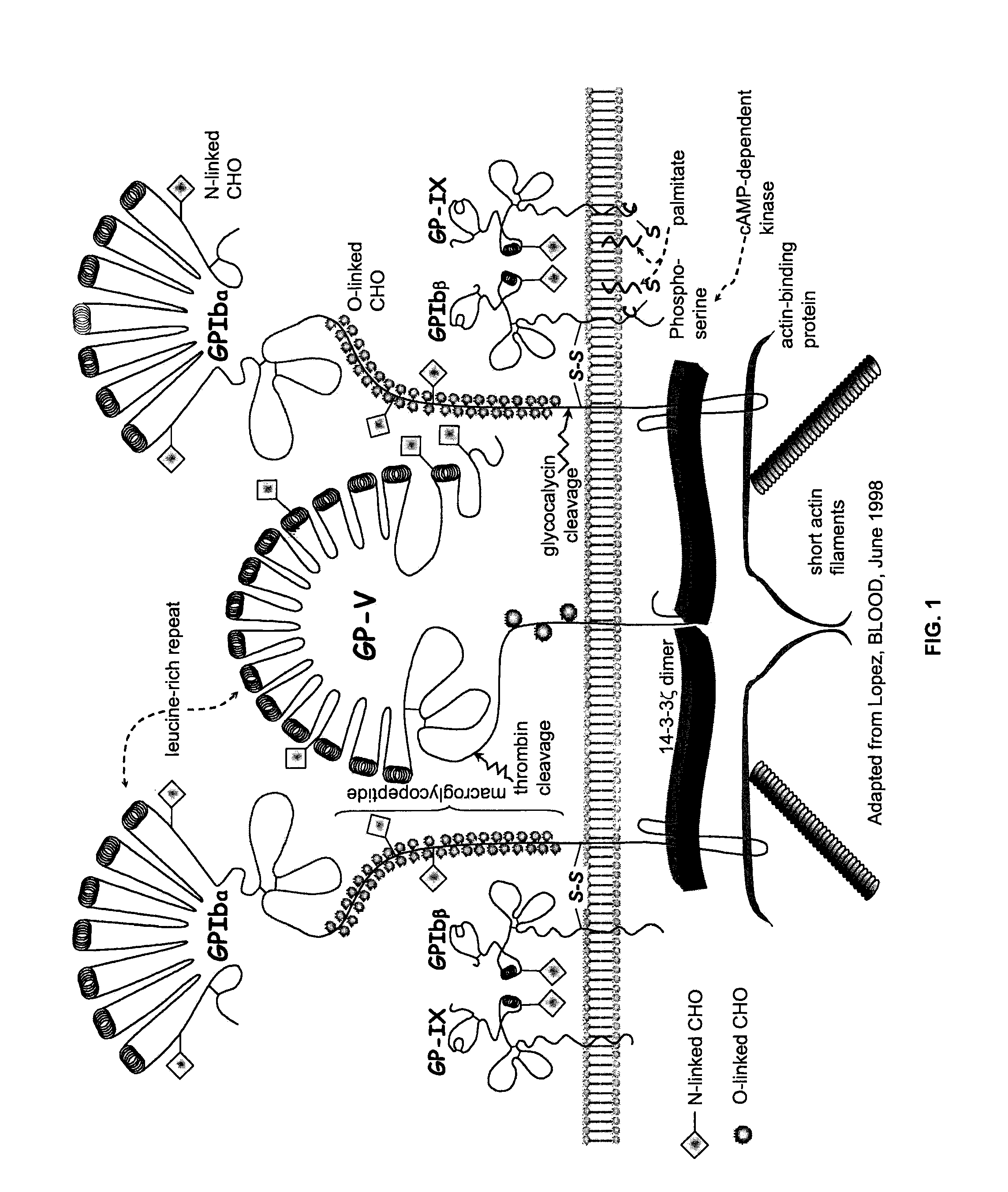 Methods and Kits for Measuring Von Willebrand Factor