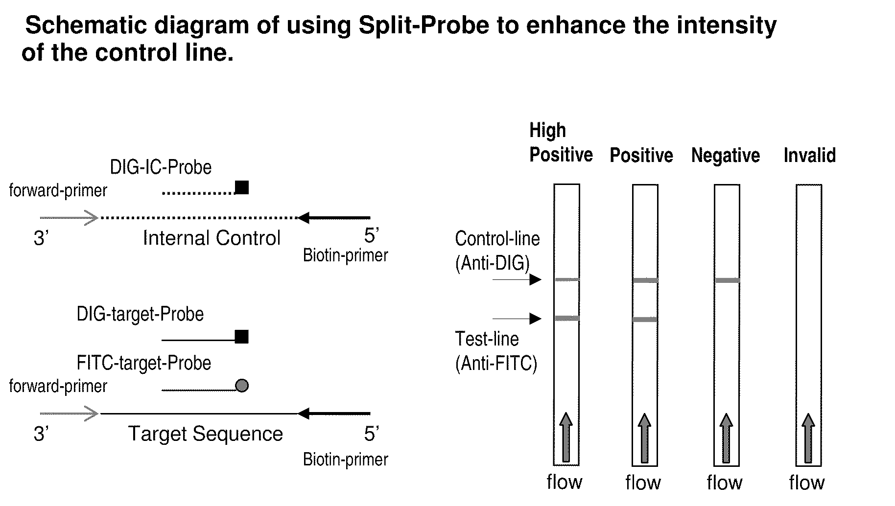 Detection of nucleic acid amplification products in the presence of an internal control sequence on an immunochromatographic strip