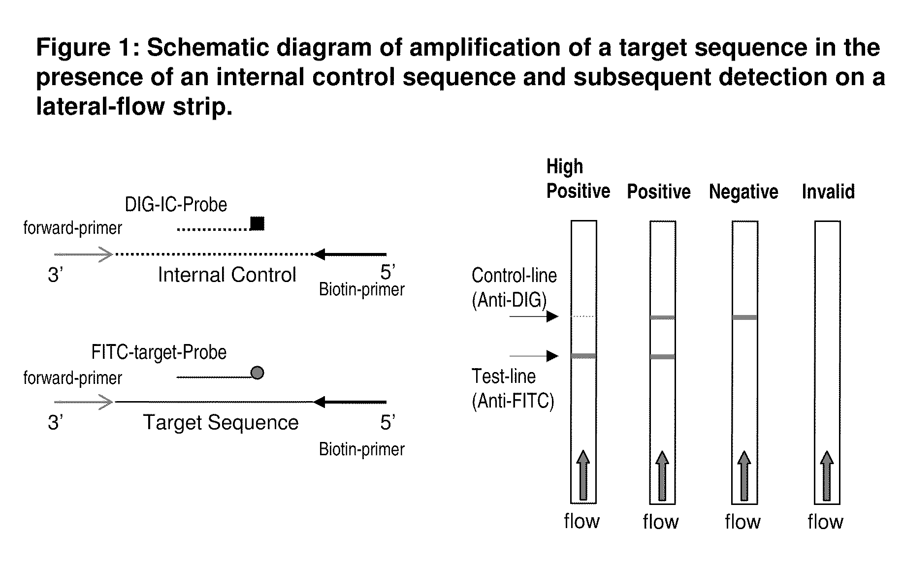 Detection of nucleic acid amplification products in the presence of an internal control sequence on an immunochromatographic strip