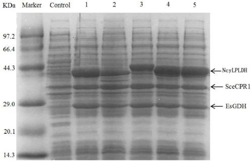L-pantolactone dehydrogenase derived from Nocardia cyriacigeorgica and application thereof