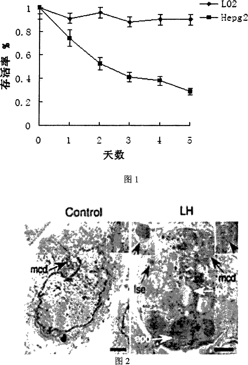 Small peptide for inhibiting solid tumor and leukaemia cancer cell growth and use thereof