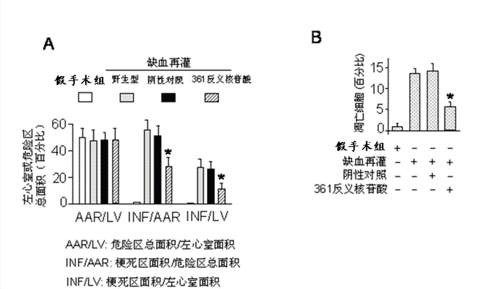 MiRNA-361 (micro-ribonucleic acid-361) and application of antisense nucleotide thereof