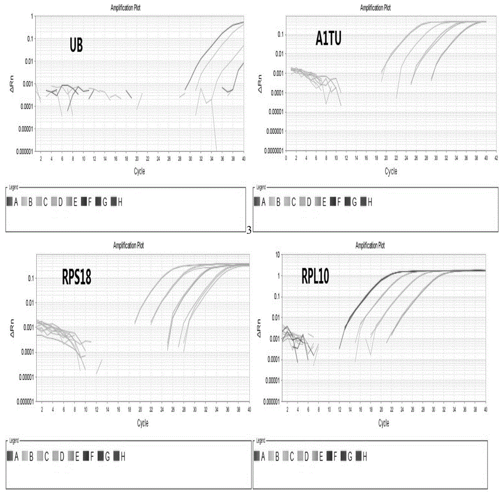 Internal reference gene capable of stable expression in different tissues of Sogatella furcifera, and screening method and application thereof