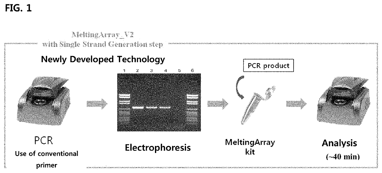 Genetic markers for discrimination and detection of bercoiver tk region on koi herpesvirus causing infectious aquatic organism diseases, and method of discriminating and detecting the virus using the same