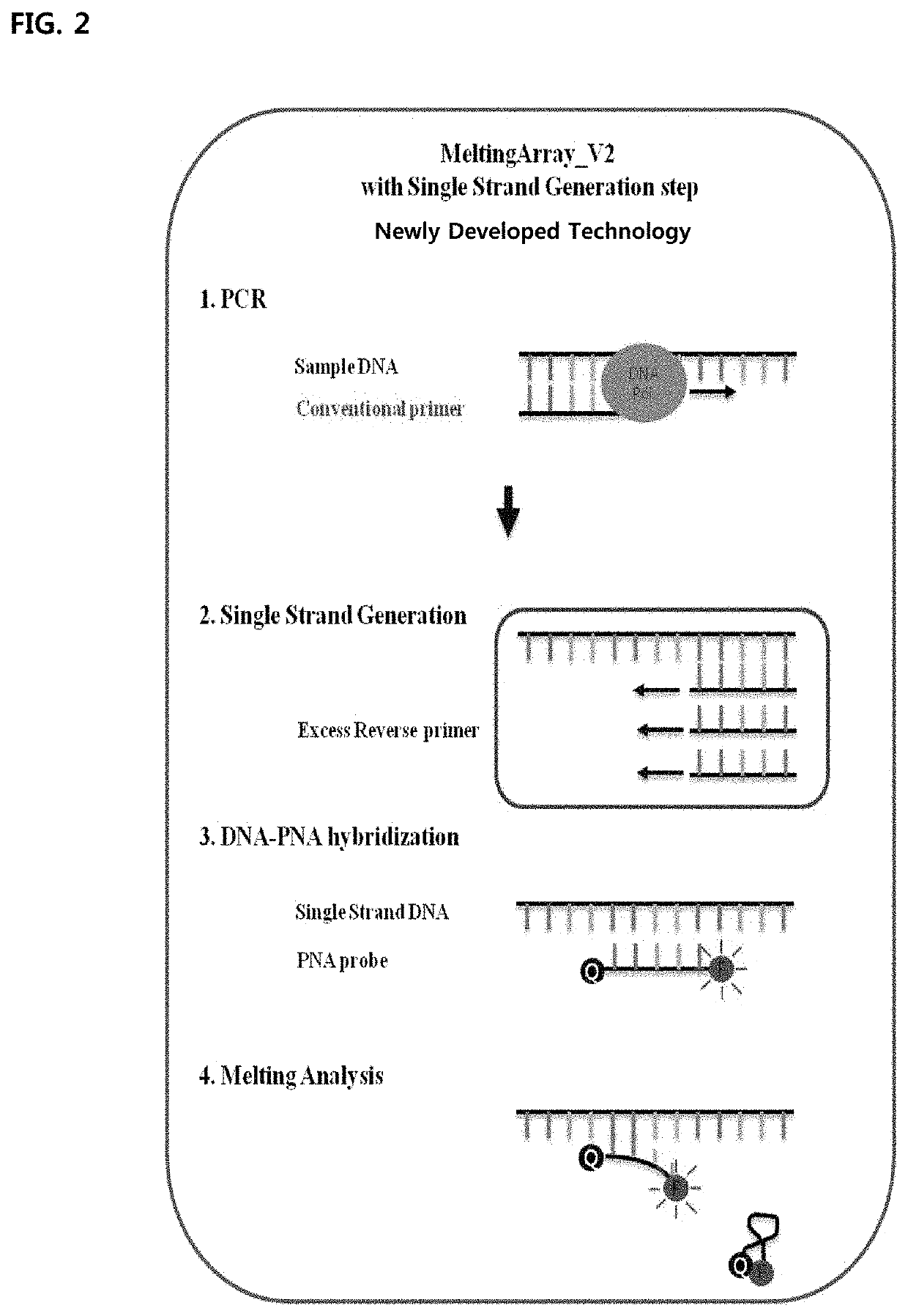 Genetic markers for discrimination and detection of bercoiver tk region on koi herpesvirus causing infectious aquatic organism diseases, and method of discriminating and detecting the virus using the same