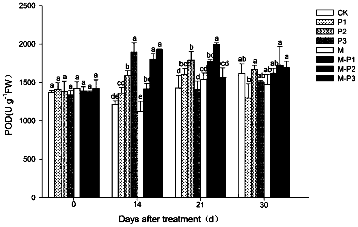 Research method for improving drought resistance of quercus rubra Linn. through melatonin