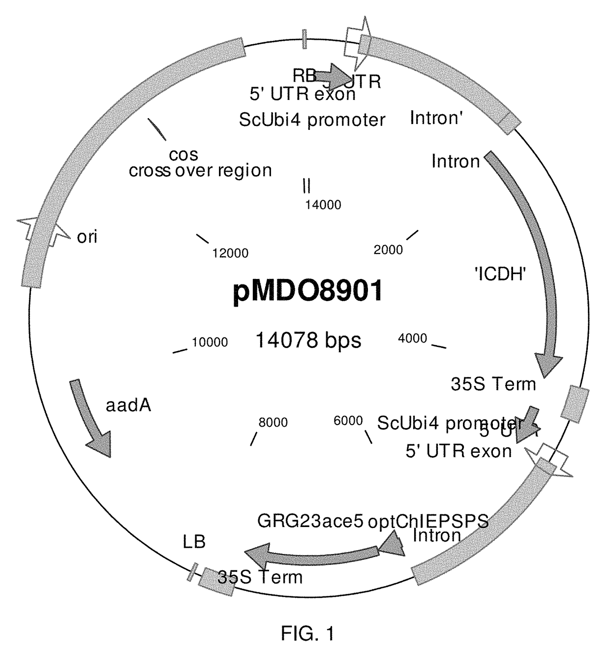 Prokarytoic-type isocitrate dehydrogenase and its application for improving nitrogen utilization in transgenic plants