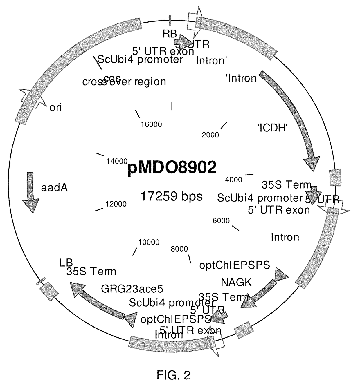 Prokarytoic-type isocitrate dehydrogenase and its application for improving nitrogen utilization in transgenic plants