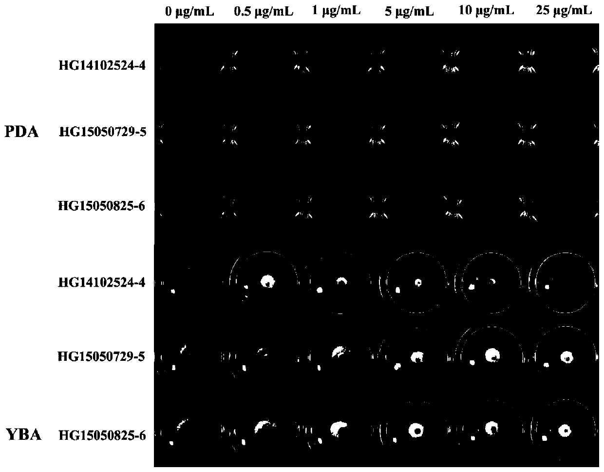 A kind of allele and application of succinate dehydrogenase b subunit gene sdhb of Corynespora polybasicum