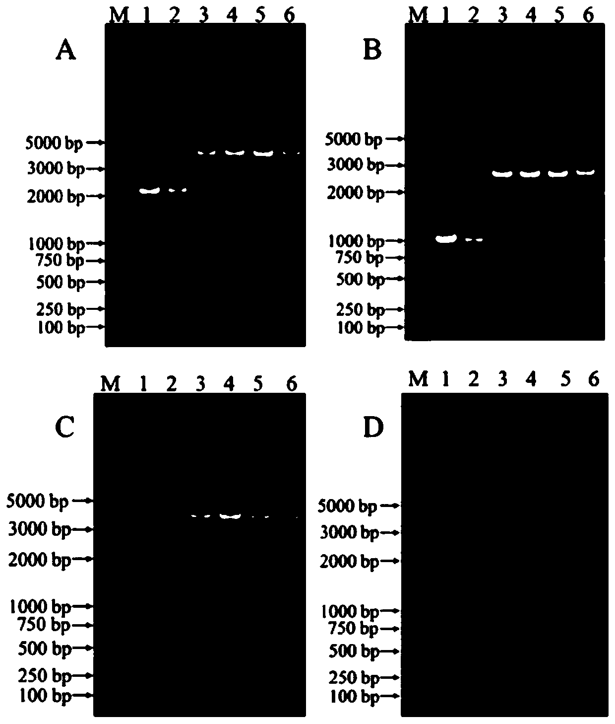 A kind of allele and application of succinate dehydrogenase b subunit gene sdhb of Corynespora polybasicum