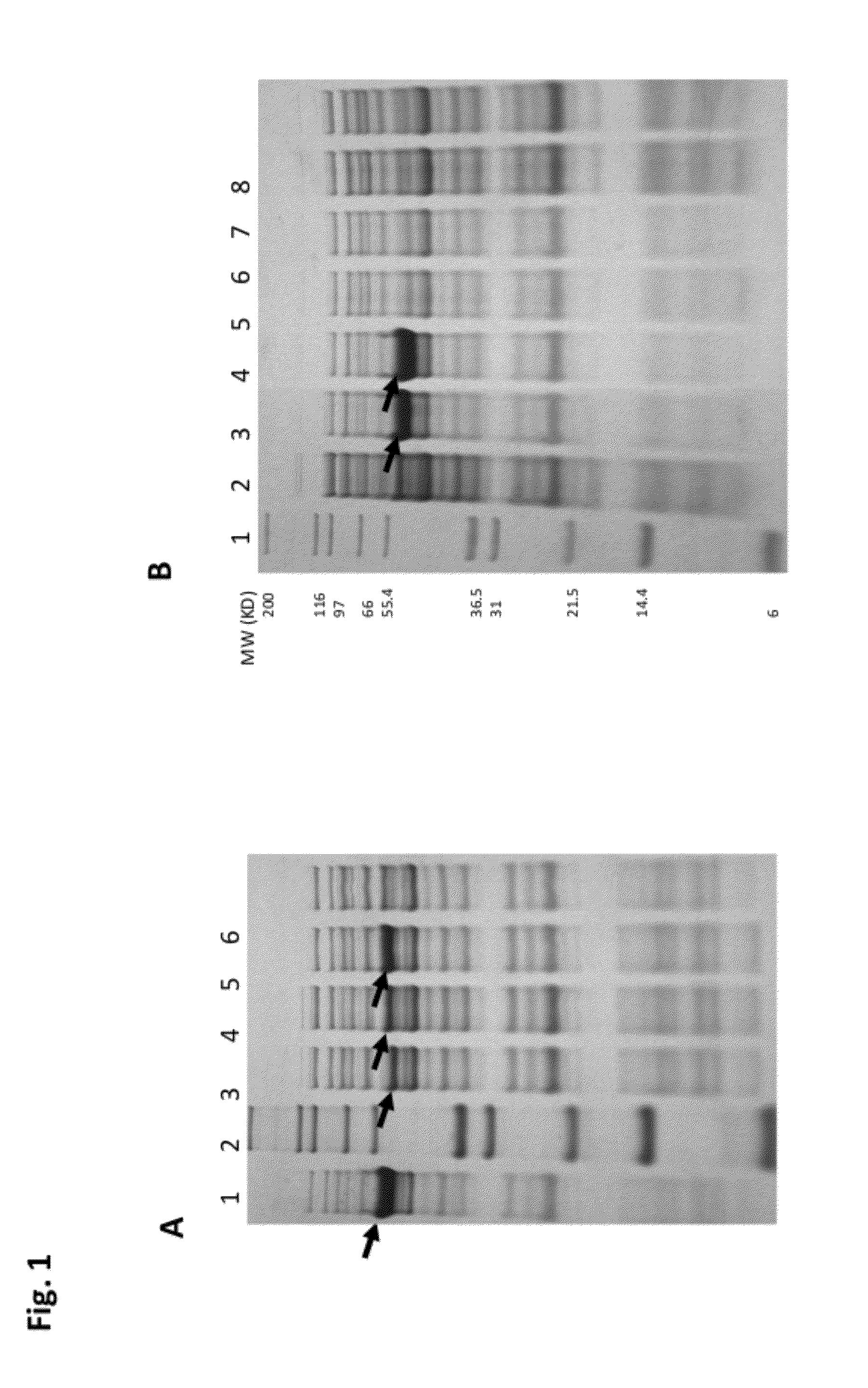 Methods and compositions for DNA fragmentation and tagging by transposases