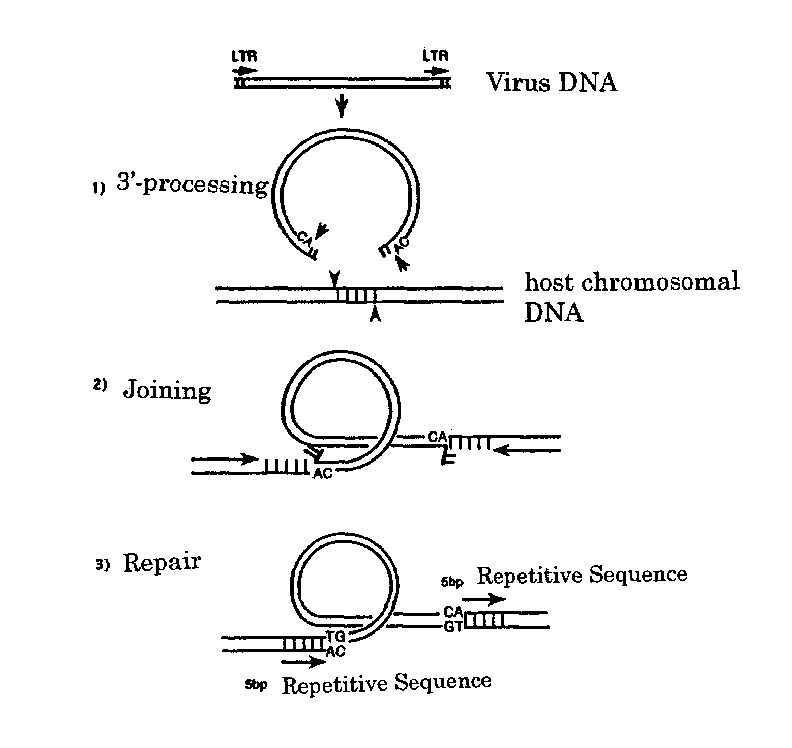 Viral infection inhibitor targeting integrase N-terminal domain